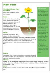 English Worksheet: Plants- reading and comprehension