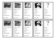 English worksheet: animals information