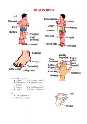 English Worksheet: human body