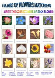 English Worksheet: Names of Flowers Matching