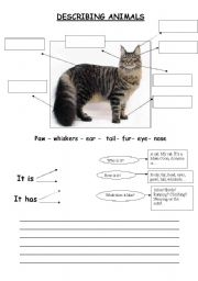 English Worksheet: describing animals