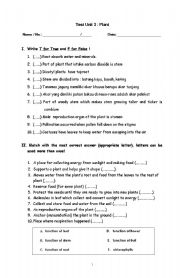 English Worksheet: plant