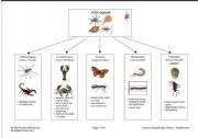 English worksheet: Arthropod Classification