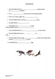 English worksheet: Hawks