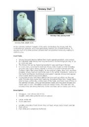 English Worksheet: The Snowy Owl