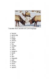 English worksheet: Animals