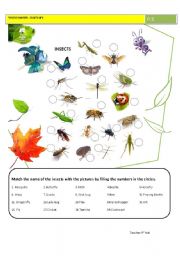 Bugs life worksheet