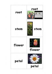 English Worksheet: Plant Parts Memory Game