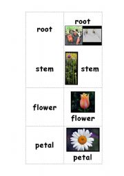 English worksheet: Plant Parts Memory Game