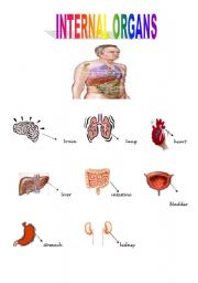 English Worksheet: internal organs