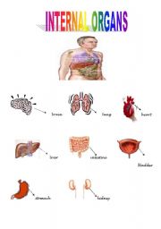 internal organs