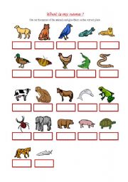 English Worksheet: Animals - Cut and glue