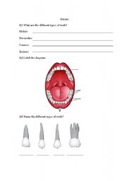 English worksheet: Teeth