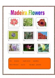 English Worksheet: Madeiran flowers