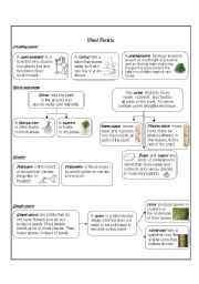 English Worksheet: Plant Variety