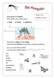English Worksheet: The Mosquito