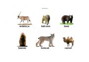 English worksheet: animal 1