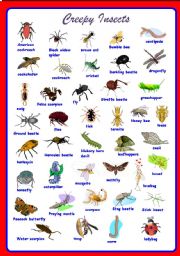 English Worksheet: Creepy Insects Pictionary **fully editable