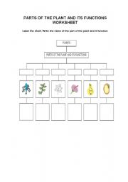 English Worksheet: Parts of the plant and it functions