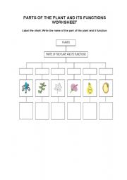 English worksheet: Parts of the plant and it functions