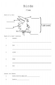 English worksheet: Part of the birds