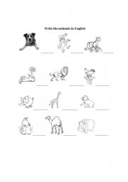 Write the name of the animals
