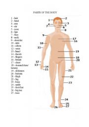 English Worksheet: parts of the body