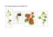 English Worksheet: Cut out the  plant and place them into the right order