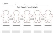 English Worksheet: Main Stages in Human Life Cycle