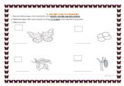 English Worksheet: life cycle of the butterfly