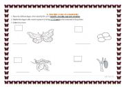 English worksheet: life cycle of the butterfly