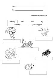 English Worksheet: Insects