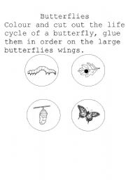 English Worksheet: Butterfly- Life cycle
