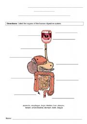 English Worksheet: Digestive system - label