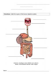 Digestive system - label