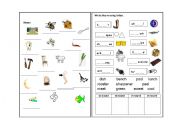 English Worksheet: phonic