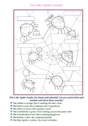 English Worksheet: Meet the Spider Family