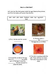 English worksheet: How is a chick born?