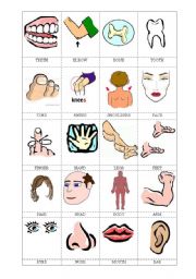 English Worksheet: human body