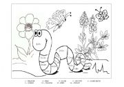 English Worksheet: Worm