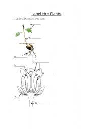 English Worksheet: label the plants