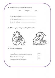 English Worksheet: Senses Activity