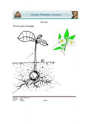 English worksheet: Plants