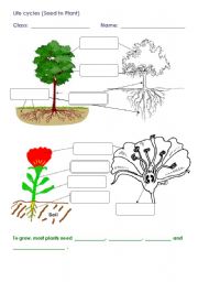 English Worksheet: seed to plant