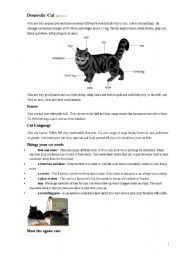 English worksheet: Domestic cat