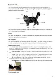 English Worksheet: Domestic cat