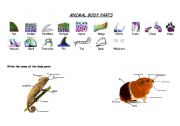 English Worksheet: Animal Body Parts