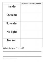 English Worksheet: Plant experiment
