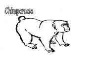 English worksheet: Zebra, monkey, Chimpanzee and hippo