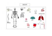 English worksheet: body